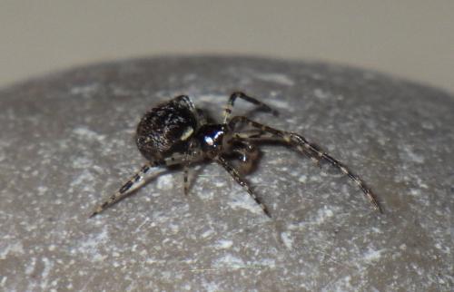 Réf. 200 698 : Theridion sp.