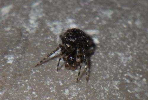 Theridion sp.