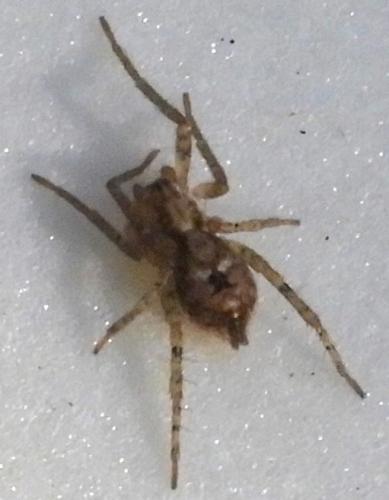 Anyphaena accentuata