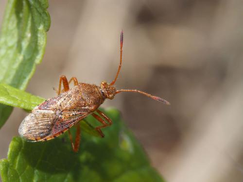Réf. 200 000 : Rhopalus maculatus