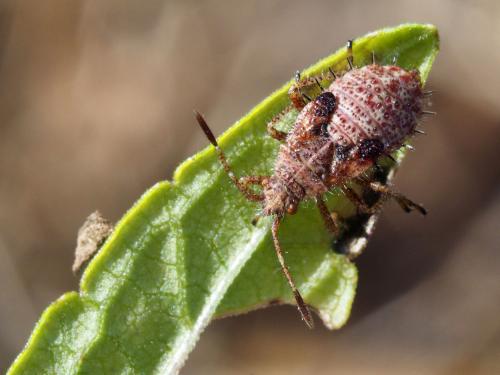 Réf. 200 001 : Rhopalus maculatus