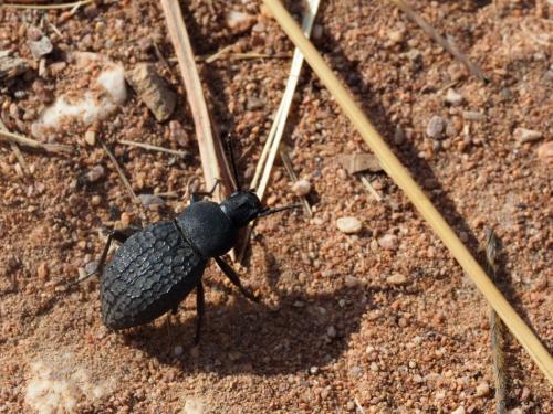 Réf. 200 284 : Rhytinota plicata undulata