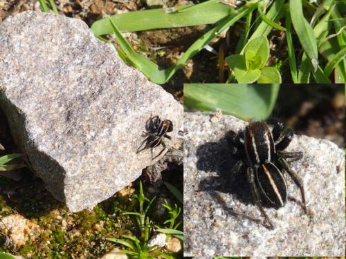 Réf. 200 175 : Phlegra bresnieri