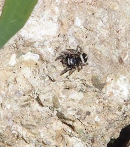 Pellenes sp.