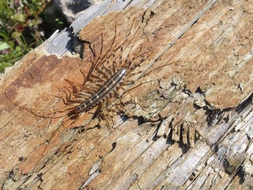 Réf. 200 178 : Scutigera coleoptrata