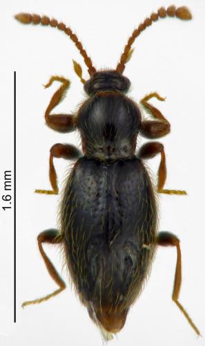 Stenichnus sp.