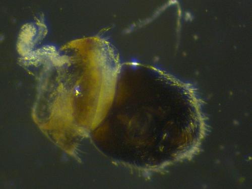 Nysius sp.