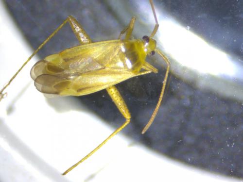 Réf. 200 523 : Adelphocoris lineolatus