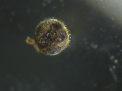 Réf. 200 621 : Ortholomus punctipennis
