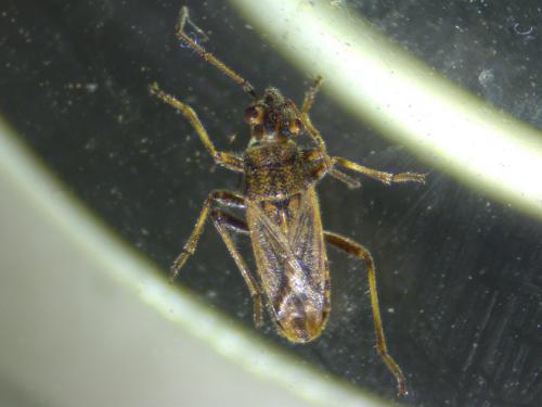 Réf. 200 620 : Ortholomus punctipennis