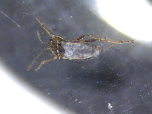 Nysius sp.