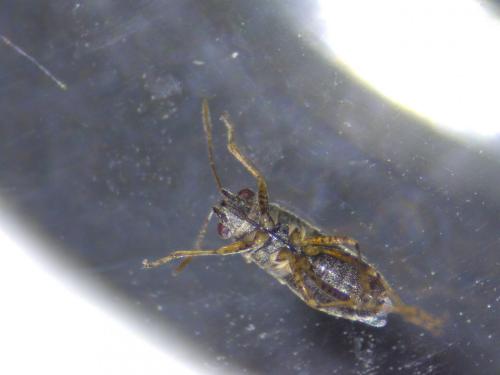 Réf. 200 767 : Nysius sp.