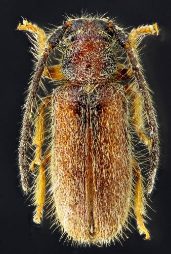 Réf. 200 043 : Sophronica sp.