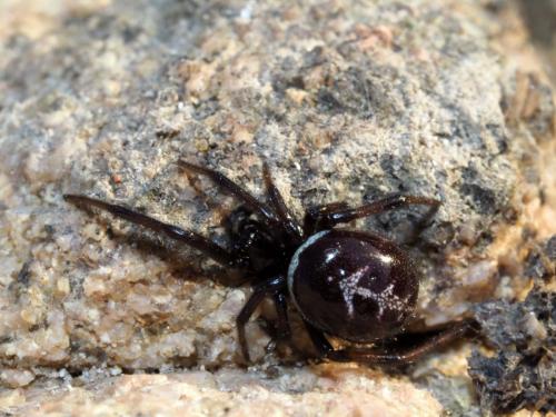 Steatoda paykulliana