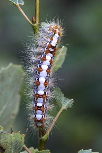 Leucoma salicis