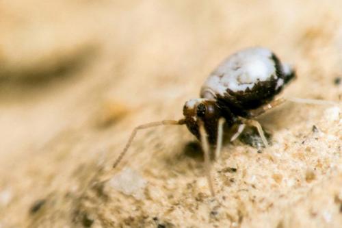 Fasciosminthurus saportae