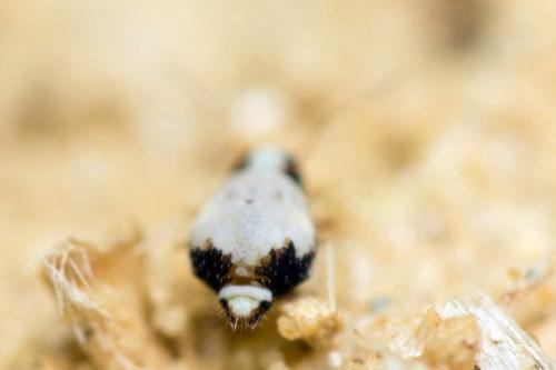 Fasciosminthurus saportae