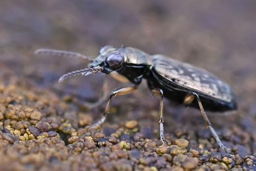 Réf. 200 095 : Asaphidion sp.