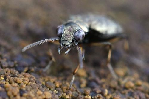 Réf. 200 096 : Asaphidion sp.