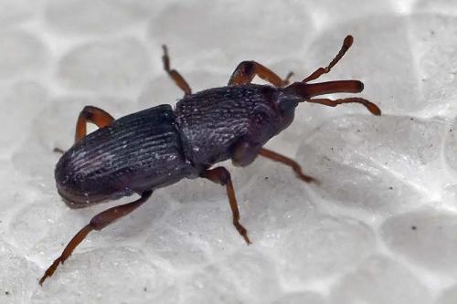 Sitophilus granarius