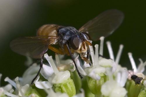 Subclytia rotundiventris