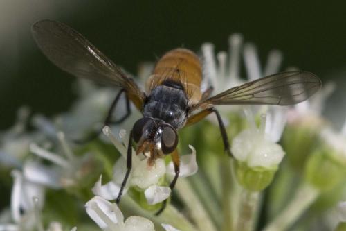 Subclytia rotundiventris