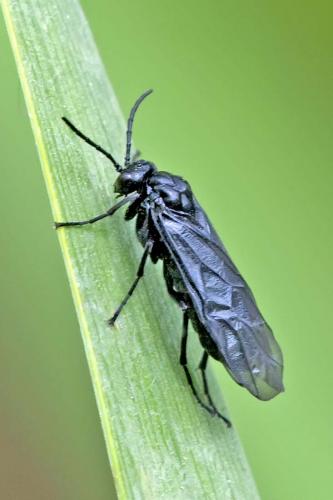 Rhadinoceraea (micans-reitteri)