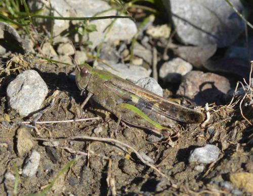 Aiolopus strepens