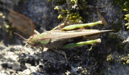 Aiolopus strepens