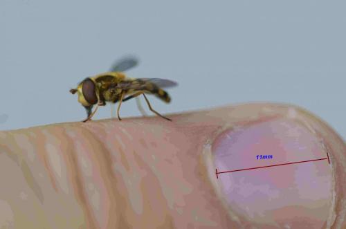 Réf. 200 460 : Eupeodes latifasciatus