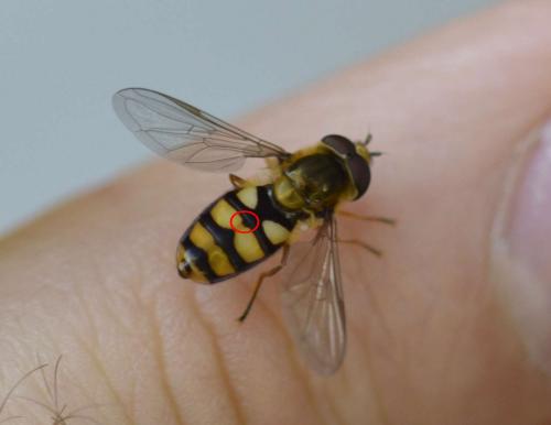 Réf. 200 445 : Eupeodes latifasciatus