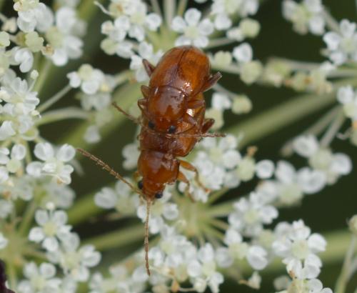 Réf. 200 262 : Neocrepidodera sp.
