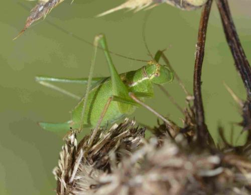 Réf. 200 291 : Leptophyes punctatissima