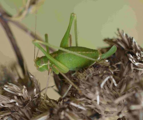 Réf. 200 292 : Leptophyes punctatissima