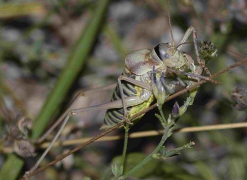 Ephippiger diurnus diurnus