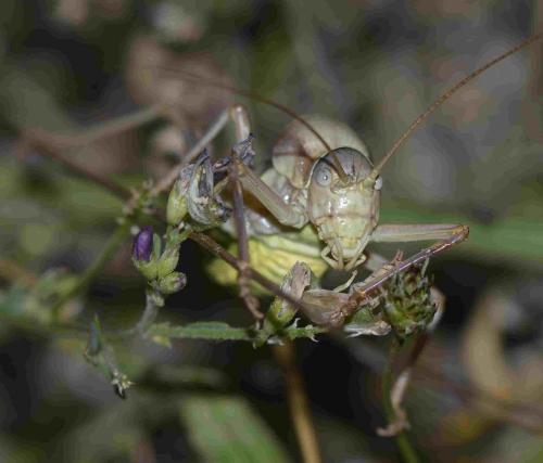 Ephippiger diurnus diurnus