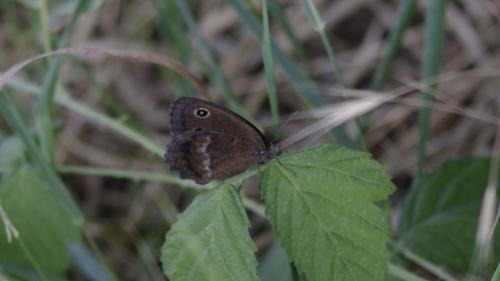 Minois dryas