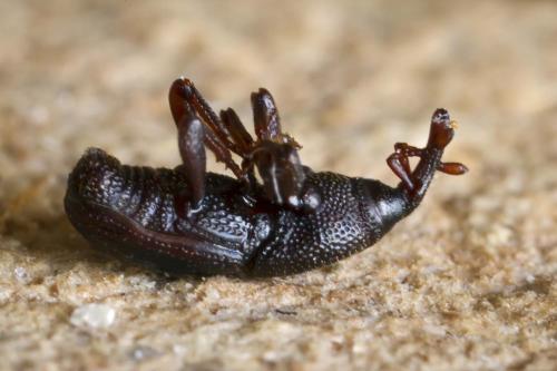 Réf. 200 513 : Sitophilus granarius
