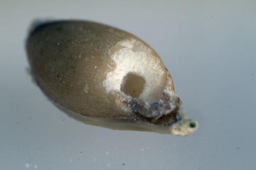 Sitophilus granarius