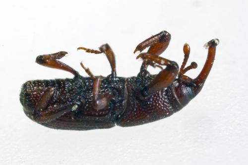 Sitophilus granarius