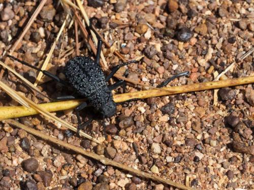 Réf. 200 282 : Adesmia variolaris togonica