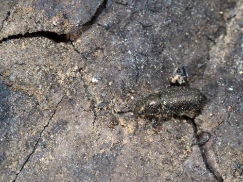 Aplocnemus raymondi