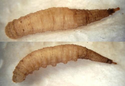 Réf. 200 134 : Psilota atra