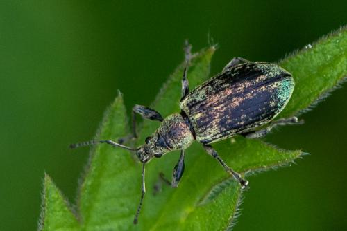 Réf. 200 964 : Phyllobius pomaceus
