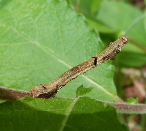 Ectropis crepuscularia