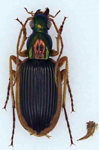 Chlaenius sp.
