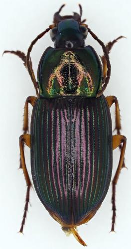 Chlaenius sp.
