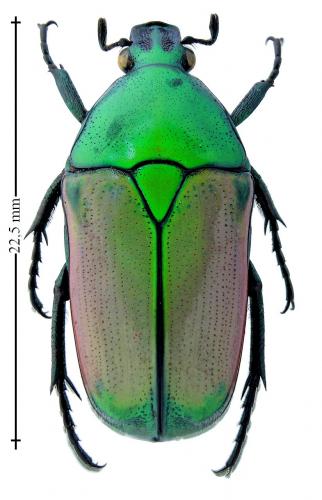 Chlorocala africana