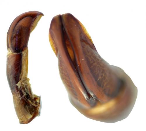 Chlorocala africana