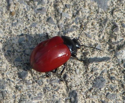 Réf. 200 133 : Chrysolina lucida